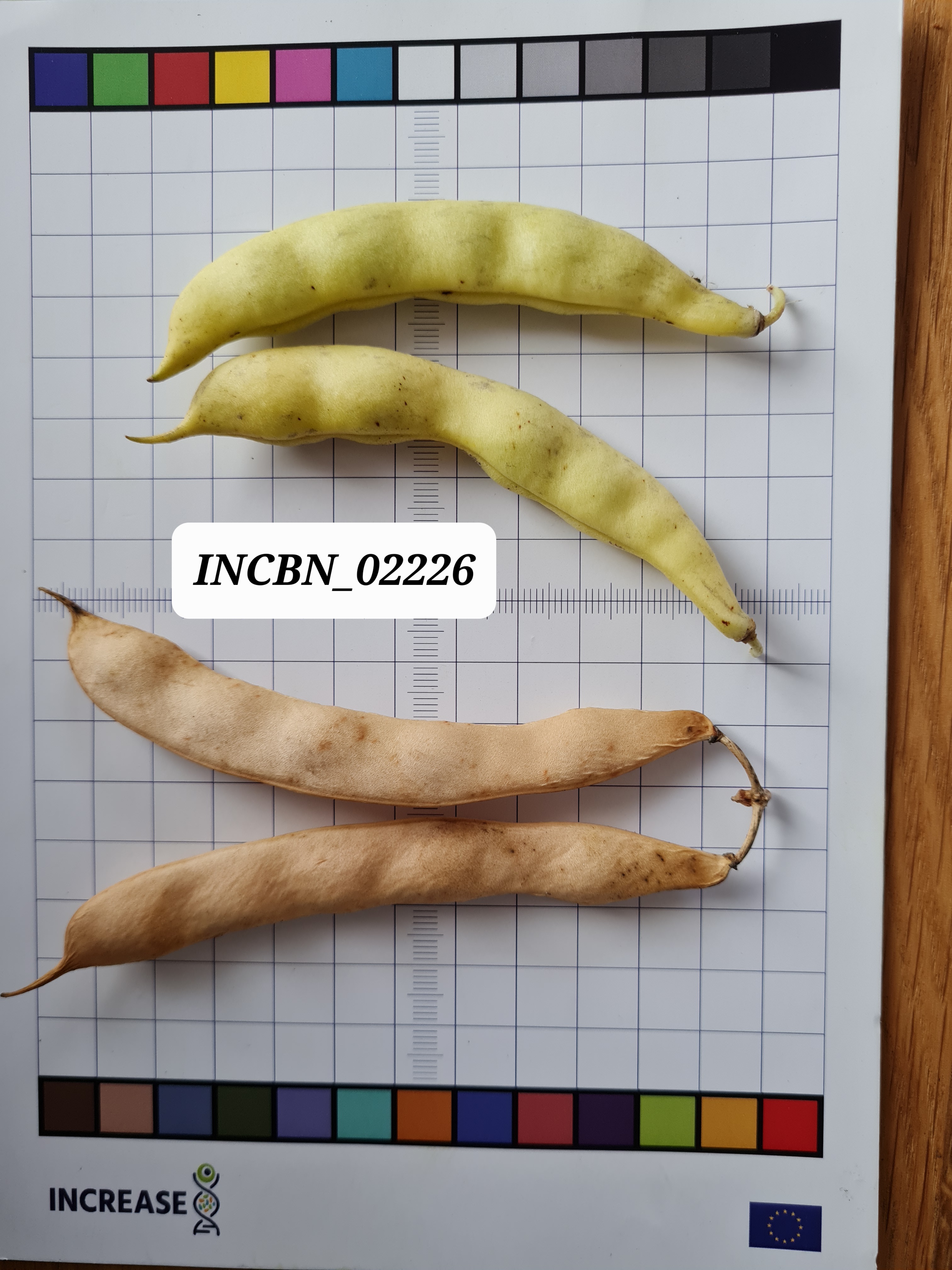 Citizen Science Experiment